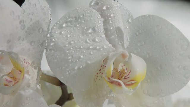 clseup of blossom orchids covered by water drops. Falling dropsof water slowmotion from 120 fps. Big slow fallin water dops