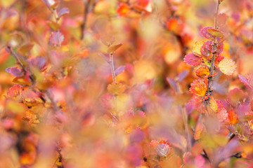 Polarbirke (Betula nana) im Herbstkleid, Island