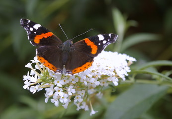butterfly on flower