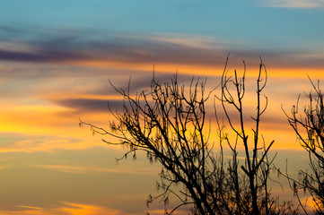 The Sunset Sky And The Silhouette Of A Tree
