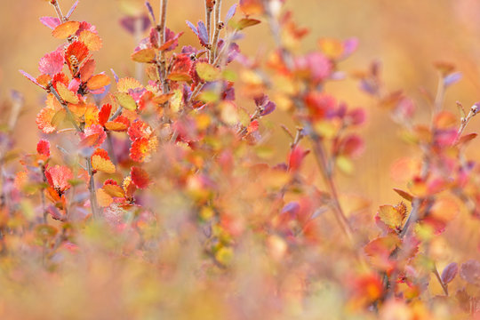 Polarbirke (Betula nana) im Herbstkleid, Island