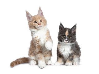 Two cute Maine Coon cat kittens sitting / playing beside each other looking at camera. Isolated on white background. One paw lifted from ground.