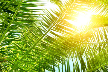 Obraz na płótnie Canvas Background of palm leaves and sun on sky.