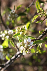 Flowers pears on a green background. Spring sunny day.