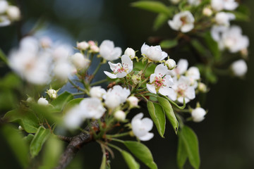 Flowers pears on a green background. Spring sunny day.