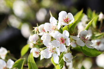 Flowers pears on a green background. Spring sunny day.