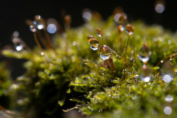 Hypnum moss cypress with dew in the forest, close-up, bokeh