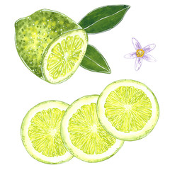 Lemon with leaves illustration for jam, juice, summer menu, mojito recipe. Hand drawn watercolor illustration, cartoon style, isolated on white.