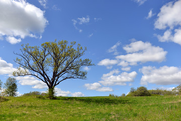 summer landscape with green field, clouds and big tree - Image