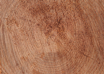 A cut of an old log with cracks close-up