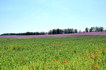 Papaver Somniferum L Violet Poppy Colorful Field Stock Photo