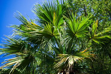 Fototapeta na wymiar date palm in the Park in summer