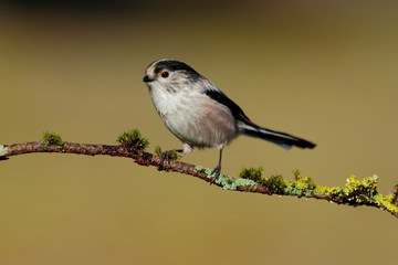 Long-tailed Tit, Aegithalos caudatus, single bird on the branch on blurred background