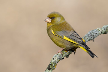 The European greenfinch (Chloris chloris) or common greenfinch is a songbird of the order of the Passeriformes and the family Fringillidae.