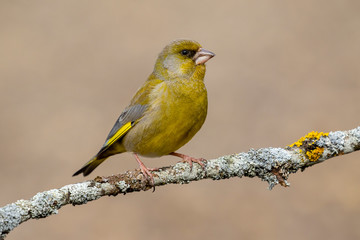The European greenfinch (Chloris chloris) or common greenfinch is a songbird of the order of the Passeriformes and the family Fringillidae..