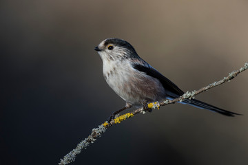 Long-tailed Tit, Aegithalos caudatus, single bird on the branch on blurred background