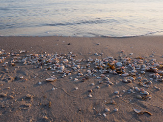 Muscheln am Strand