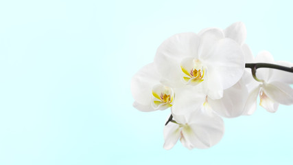 Fototapeta na wymiar Branch of orchids on soft blue background. 16х9 photo, copy space. Beauty and spa concept.
