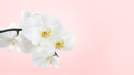 Obraz premium Biała orchidea na miękkim różowym tle. Zdjęcie 16х9, miejsce na kopię.