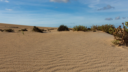 Desert and Bushes