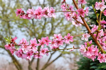 Peach Blossom Bloom Fruit Tree Pink Stock Photo 