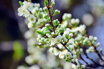 Plum Blossom Bloom Tree White Pink Spring Bright Stock Photo