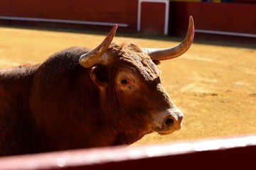 toros