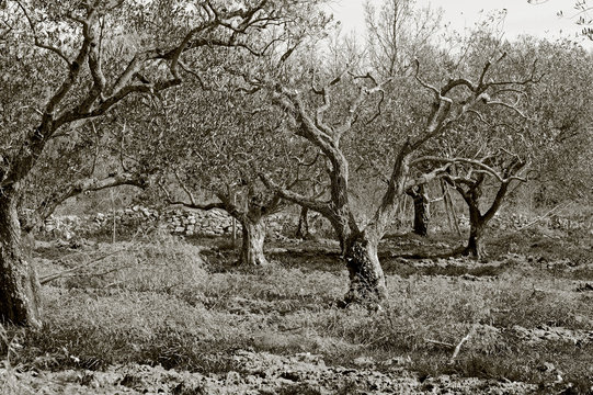 Olivenhain in Kroatien
