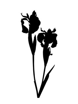 black iris flowers silhouette on white clip art preview