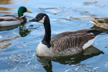Ducks on winter lake 