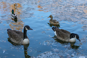Ducks on winter lake 