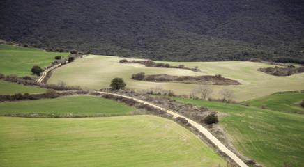 Obraz premium Field texture nature