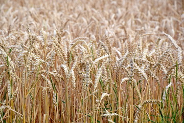 Dry Rye Field Grain Background Agriculture Meadow Stock Photo
