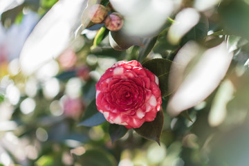 Red camelia from Parco delle Camelie in Locarno