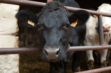 Cow's face with wet nose looking at the camera with interest, eco farming concept