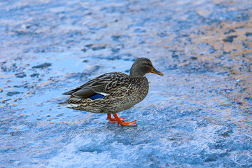 Ducks on winter lake 