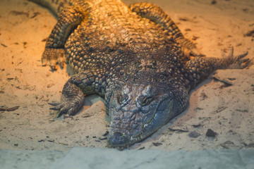Crocodile ling on sand 