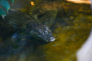 crocodile in the water