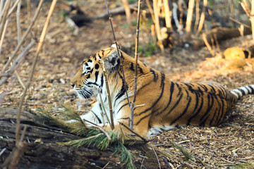 amur tiger in forest 