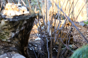 amur tiger in forest 