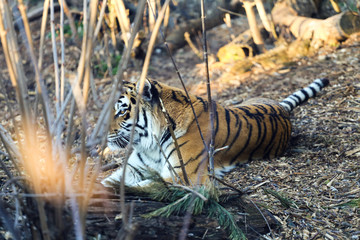 amur tiger in forest 