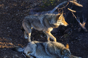 Obraz premium wild wolf in forest 