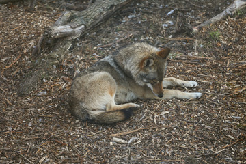 wild wolf in forest 