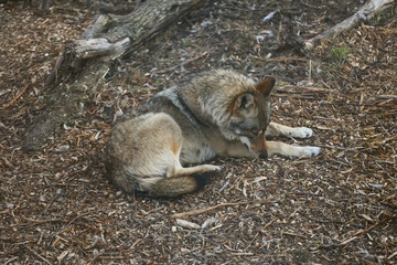 wild wolf in forest 