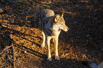 wild wolf in forest 