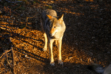 wild wolf in forest 