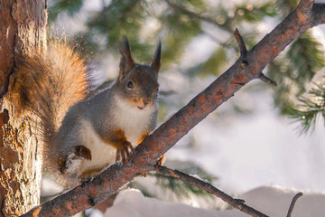 Solar squirrel in the spring forest!