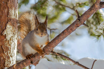 Solar squirrel in the spring forest!
