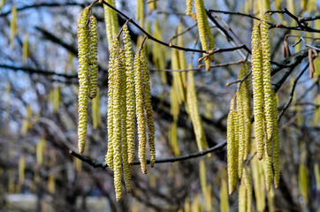 The young yellow-green blooming long catkins on alder tree (Alnus) branches in early spring season