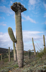 Crowned Saguaro Cactus